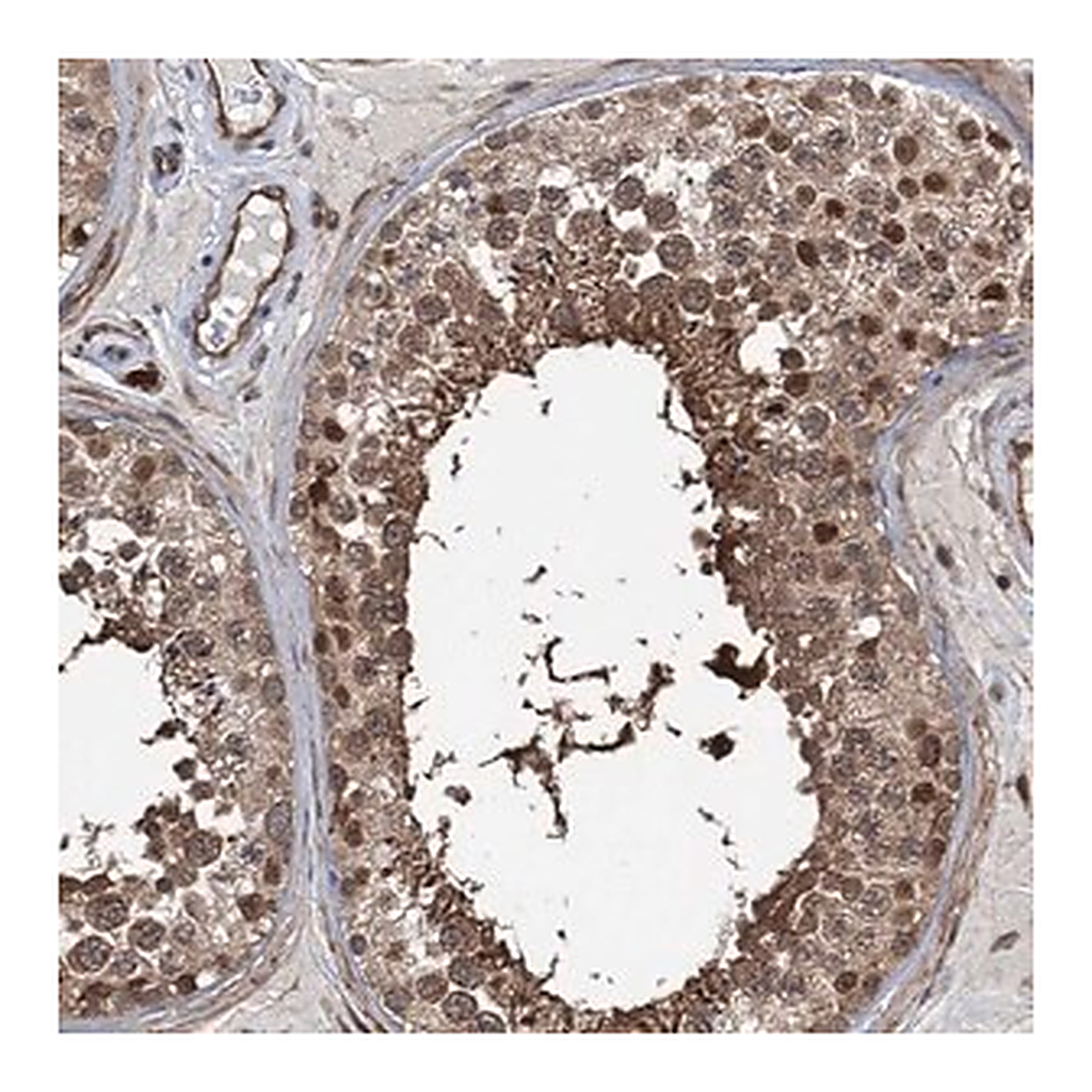 Merck Anti-GPBP1 antibody produced in rabbit
