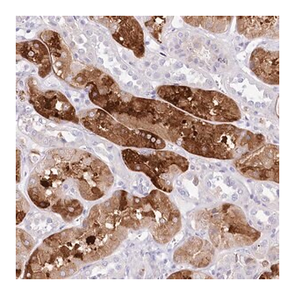 Merck Anti-DNAJC19 antibody produced in rabbit