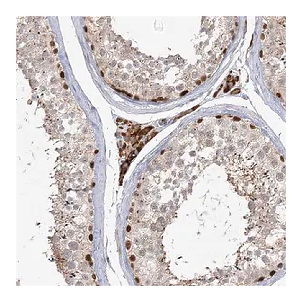 Merck Anti-KBTBD4 antibody produced in rabbit