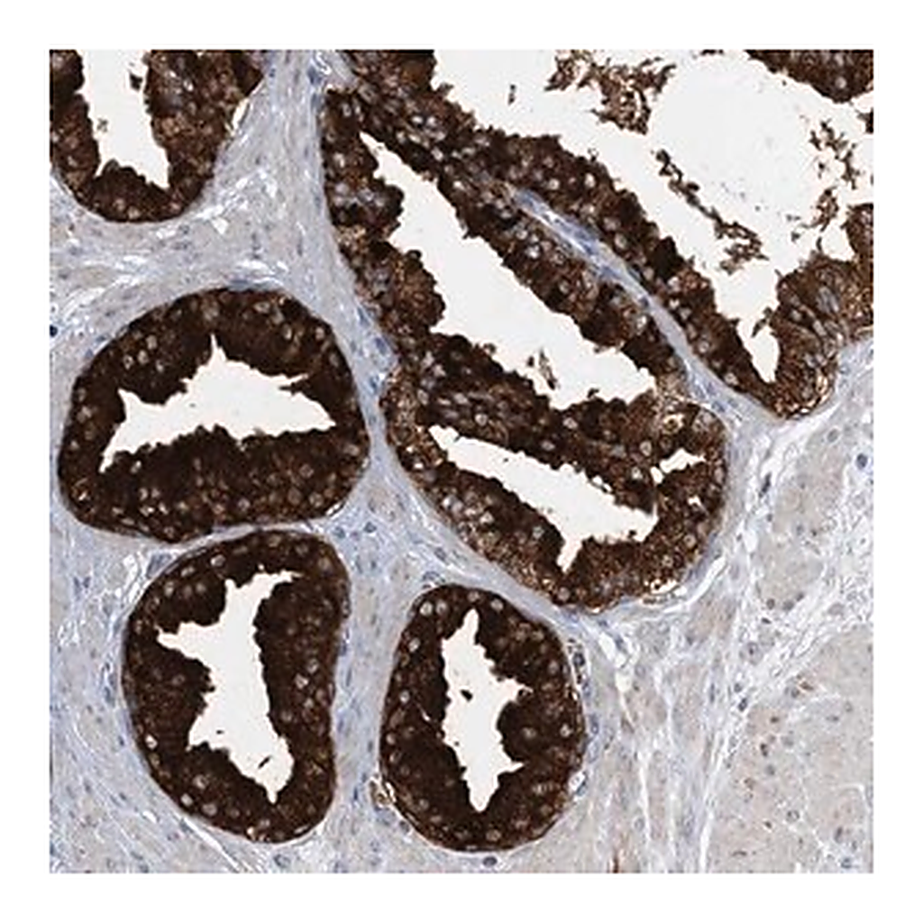 Merck Anti-TRAPPC13 antibody produced in rabbit