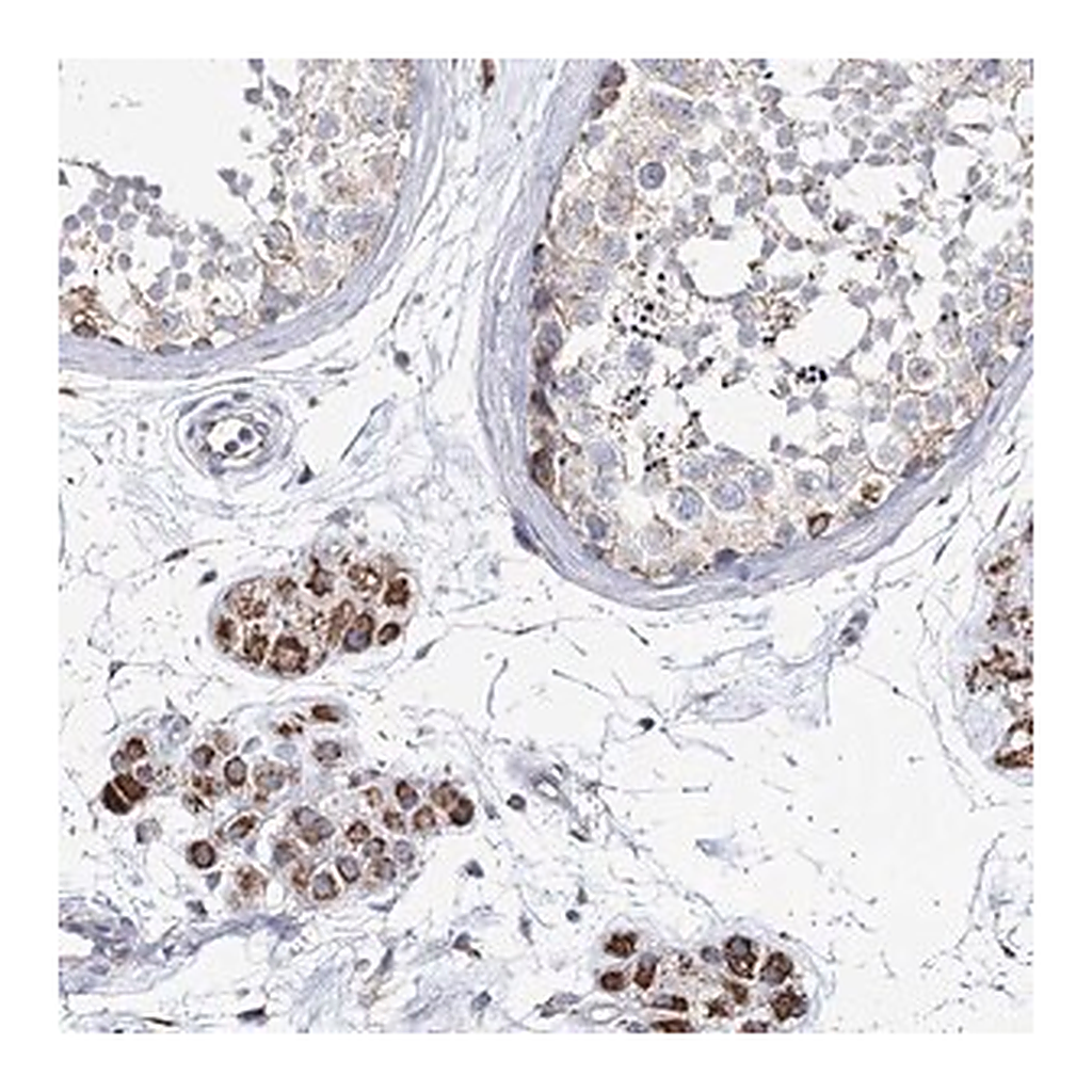 Merck Anti-CCDC73 antibody produced in rabbit