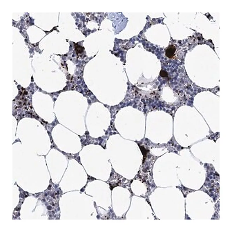 Merck Anti-MON2 antibody produced in rabbit