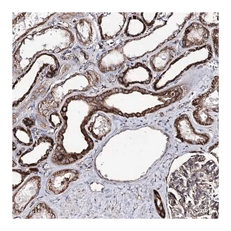 Merck Anti-MSANTD2 antibody produced in rabbit