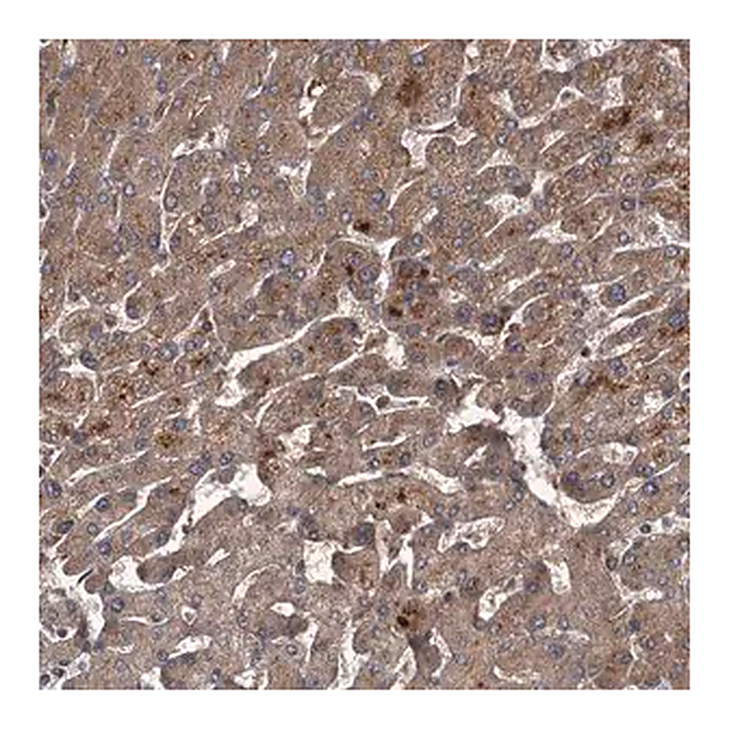 Merck Anti-UNC93B1 antibody produced in rabbit