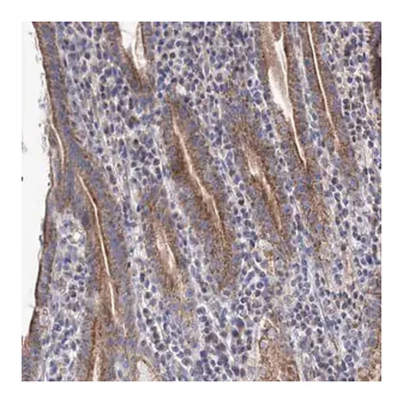 Merck Anti-YARS2 antibody produced in rabbit