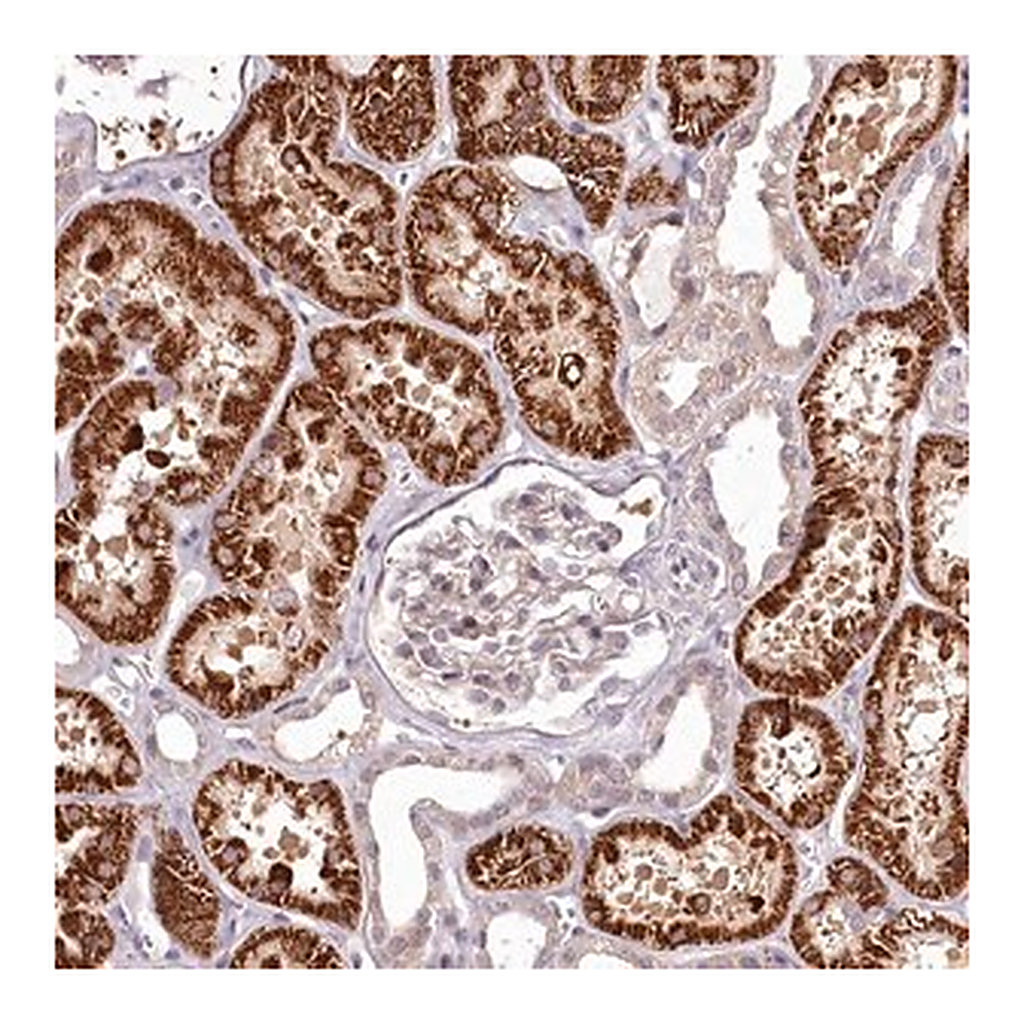 Merck Anti-ADRA1D antibody produced in rabbit