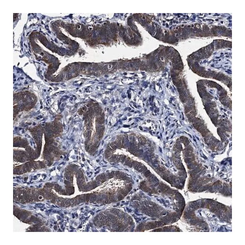 Merck Anti-EYA4 antibody produced in rabbit