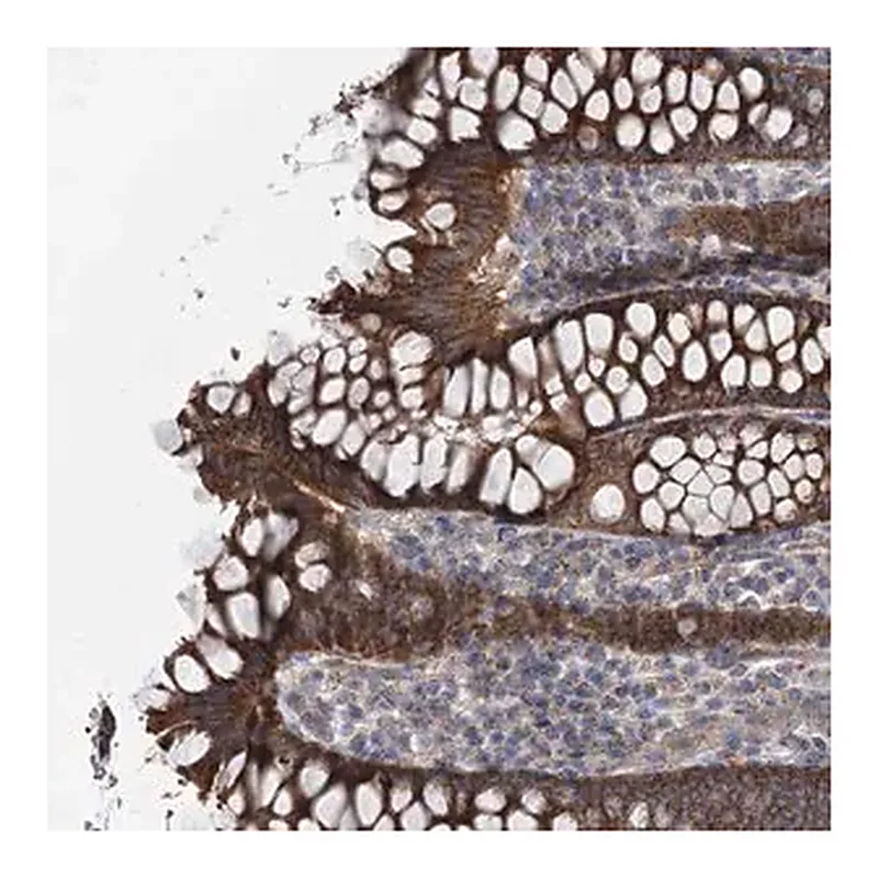 Merck Anti-MARK2 antibody produced in rabbit