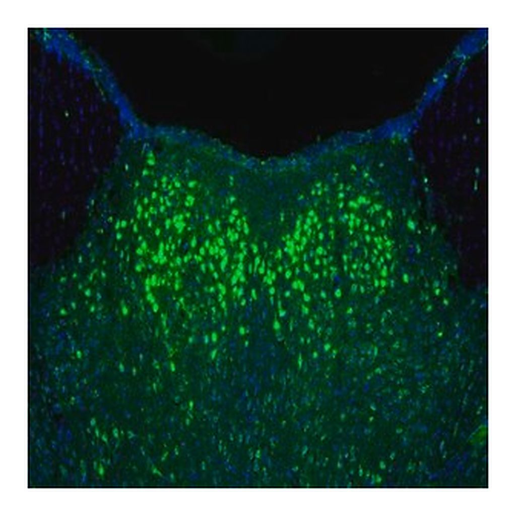Merck Anti-NAGLU antibody produced in rabbit