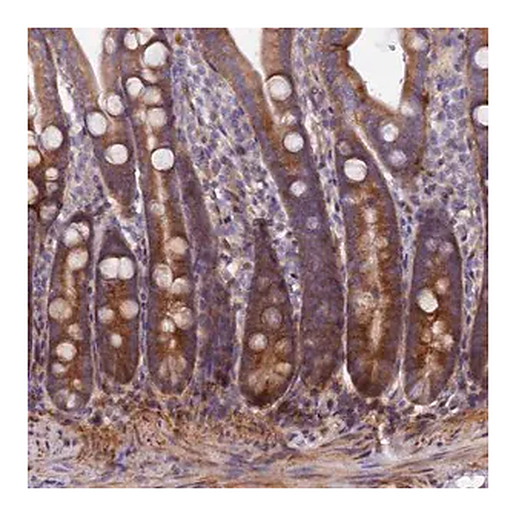 Merck Anti-PDZRN3 antibody produced in rabbit