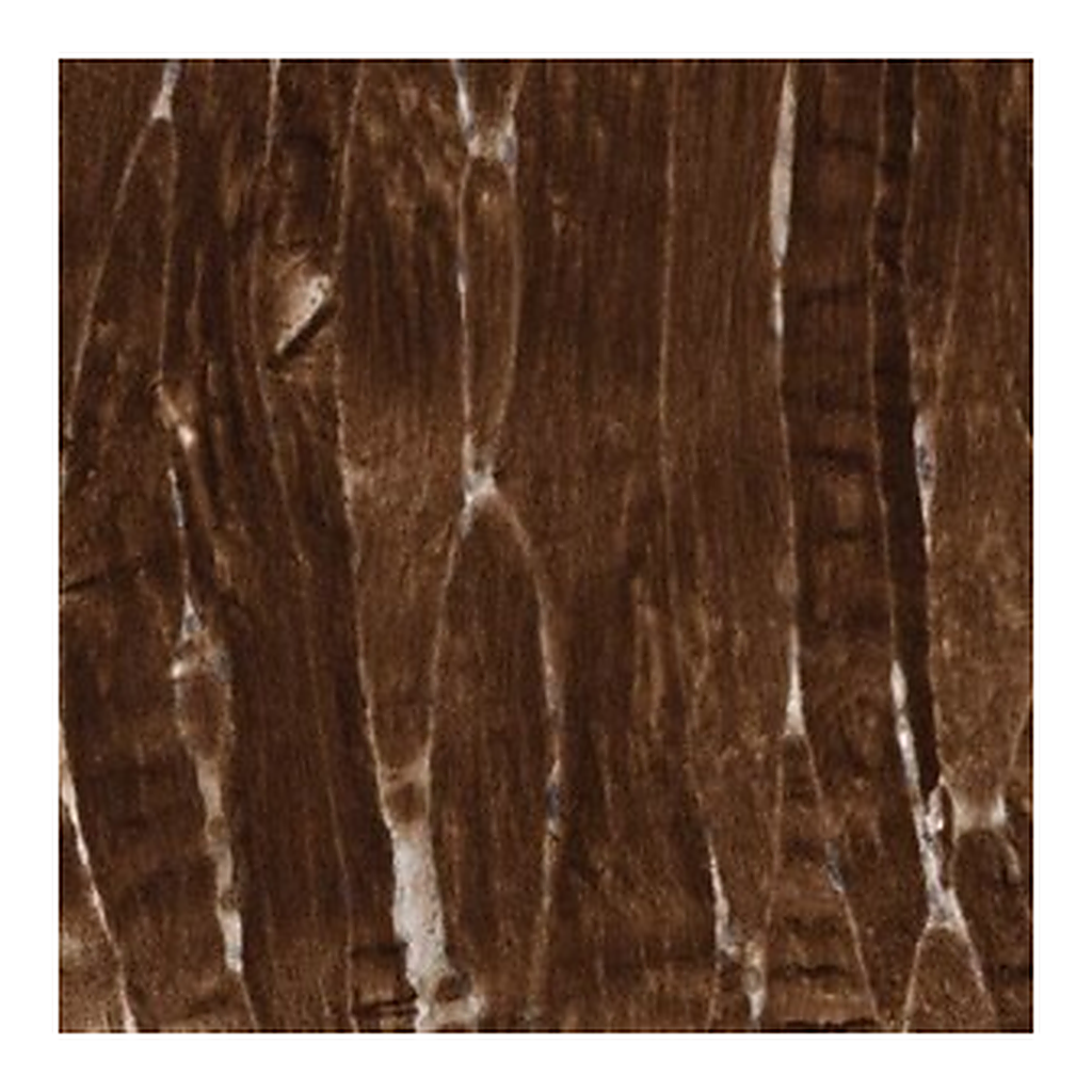 Merck Anti-USP53 antibody produced in rabbit