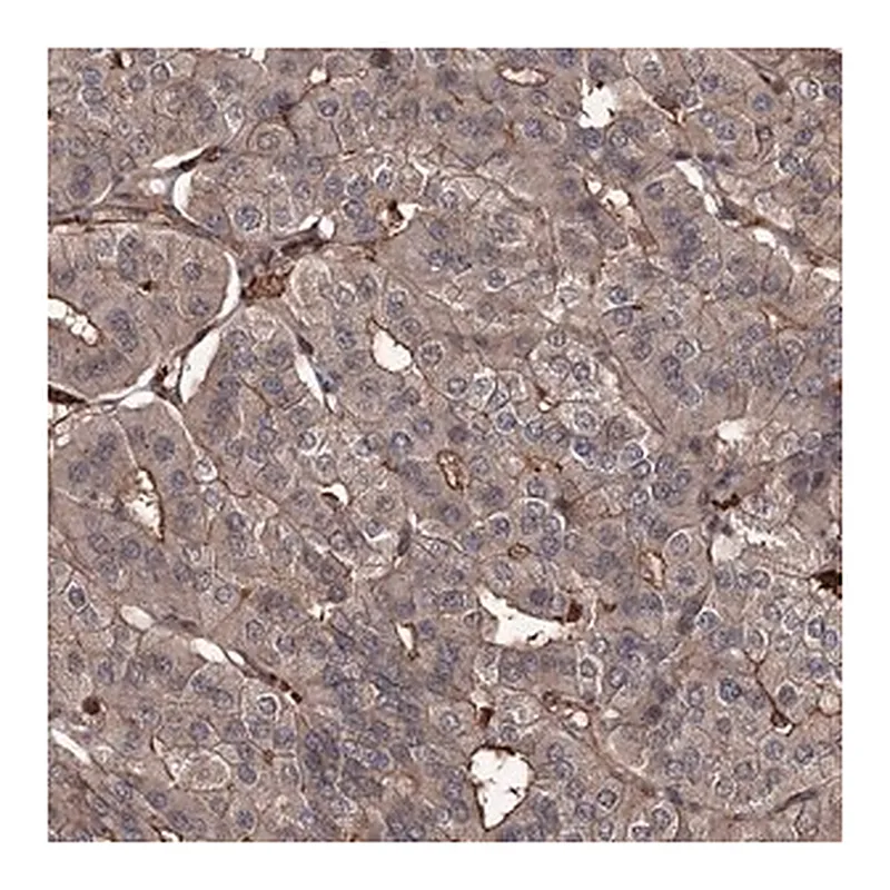Merck Anti-GRIP1 antibody produced in rabbit