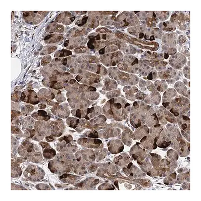 Merck Anti-UBR1 antibody produced in rabbit