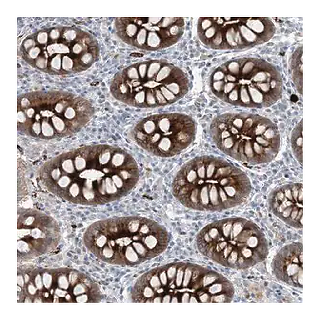 Merck Anti-ELOVL7 antibody produced in rabbit