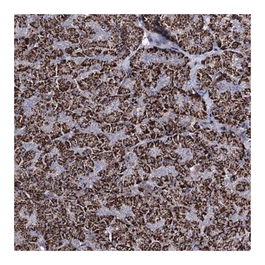 Merck Anti-C5orf42 antibody produced in rabbit