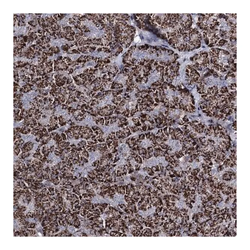 Merck Anti-C5orf42 antibody produced in rabbit
