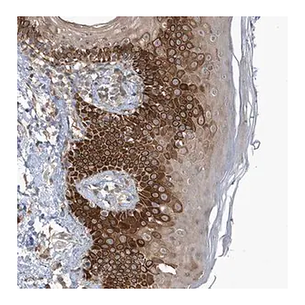 Merck Anti-RPE antibody produced in rabbit