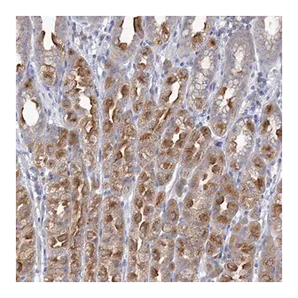 Merck Anti-CNTLN antibody produced in rabbit