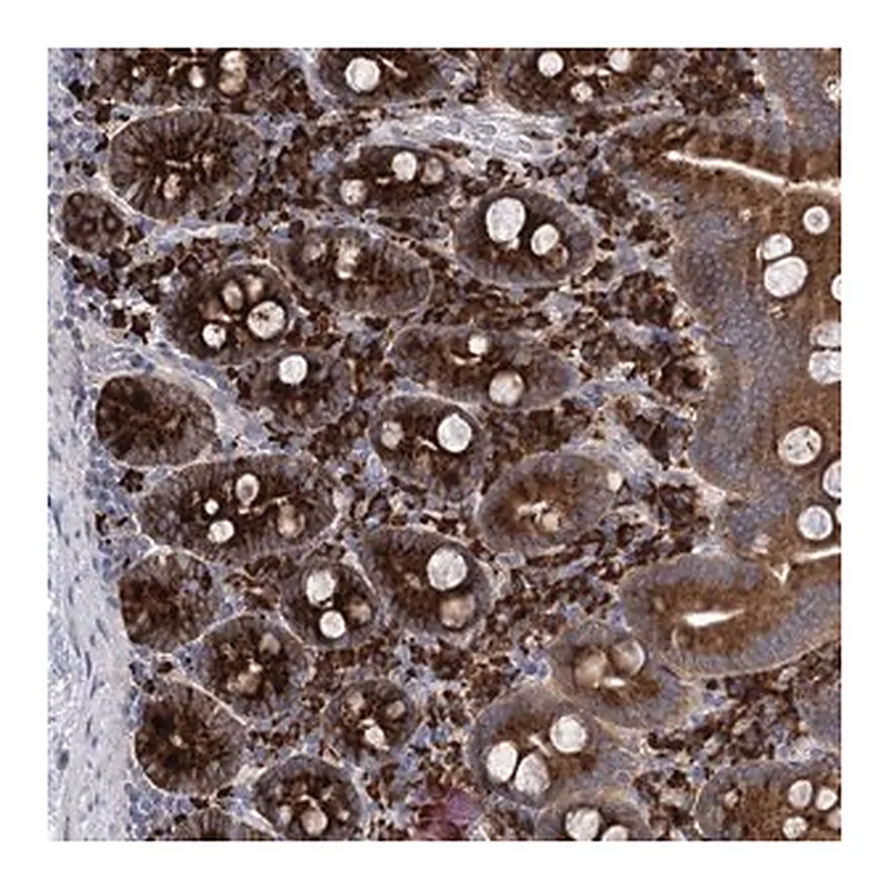Merck Anti-METTL24 antibody produced in rabbit