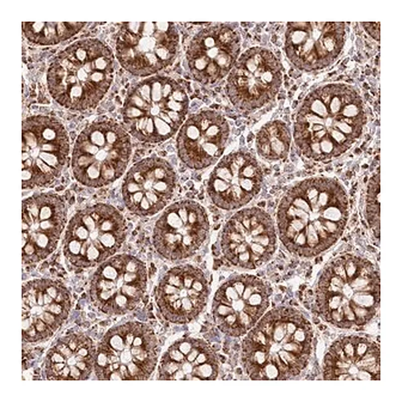 Merck Anti-DNA2 antibody produced in rabbit