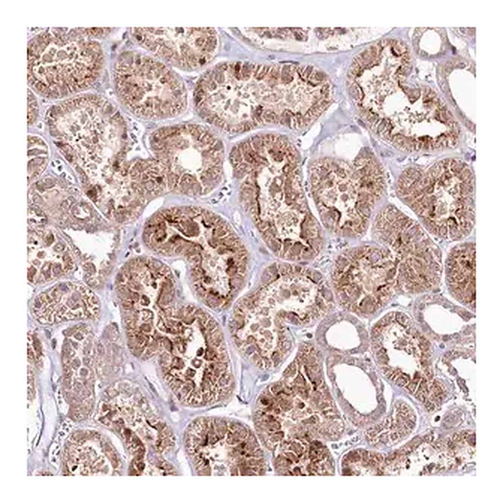 Merck Anti-PHLDB1 antibody produced in rabbit