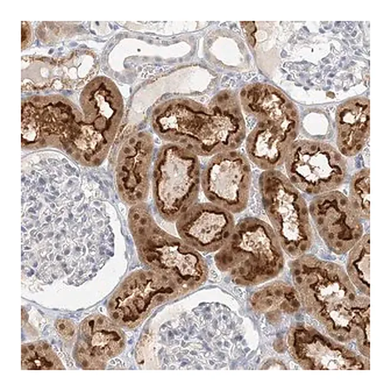 Merck Anti-MAT2B antibody produced in rabbit
