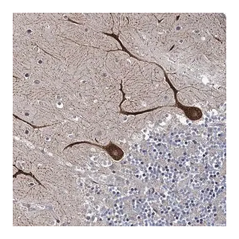 Merck Anti-INPPL1 antibody produced in rabbit