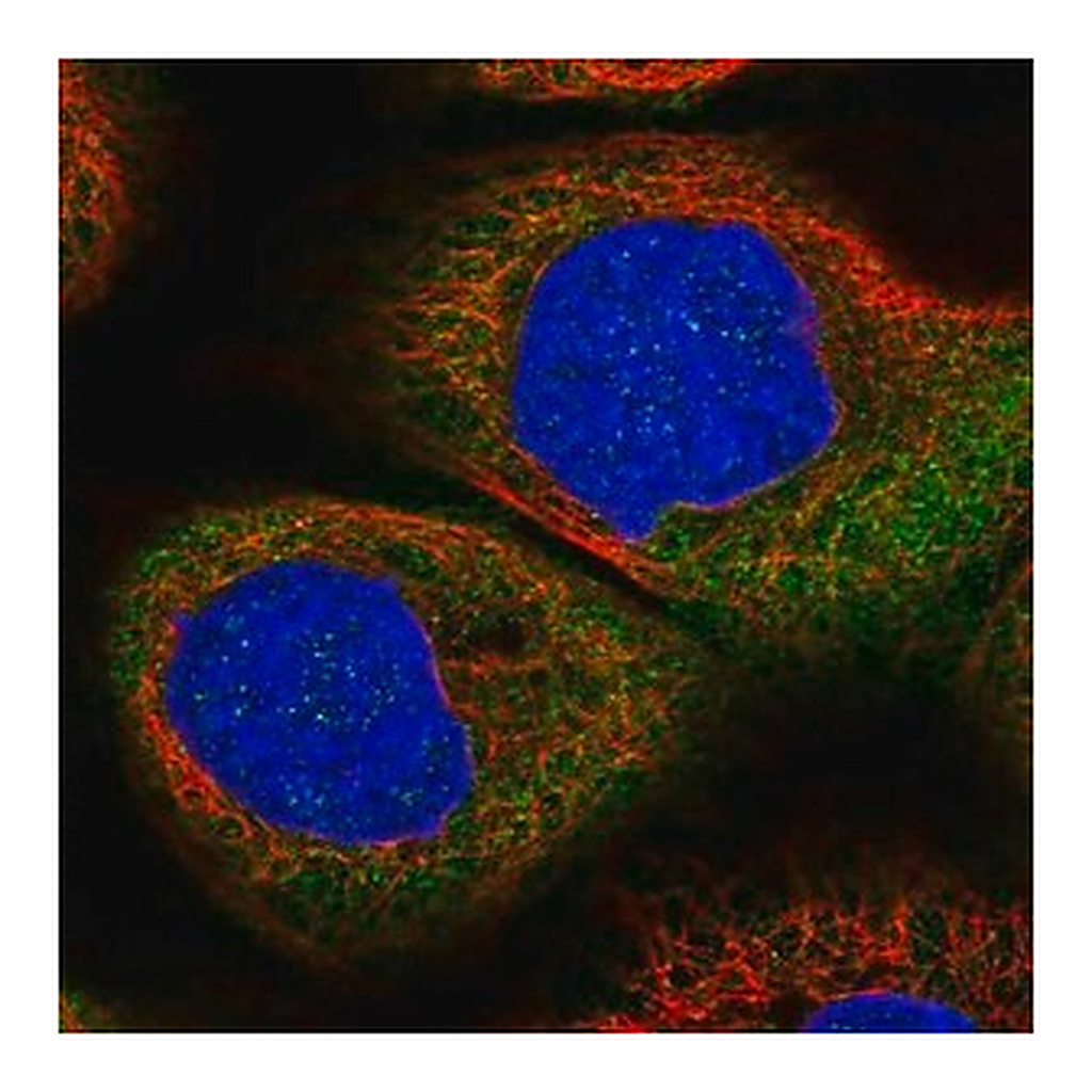 Merck Anti-DHX29 antibody produced in rabbit