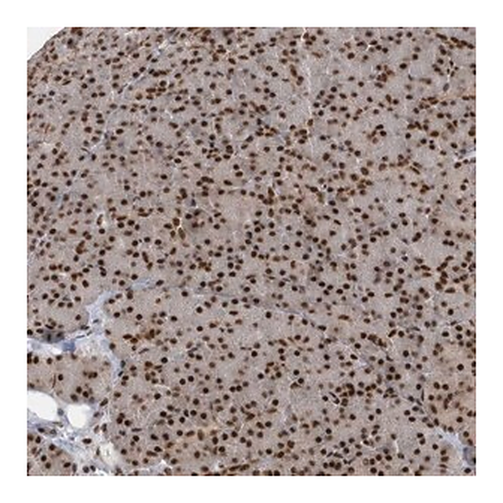 Merck Anti-SEPHS1 antibody produced in rabbit