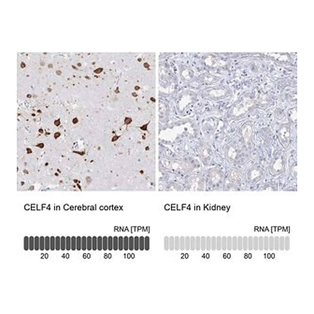 Merck Anti-CELF4 antibody produced in rabbit