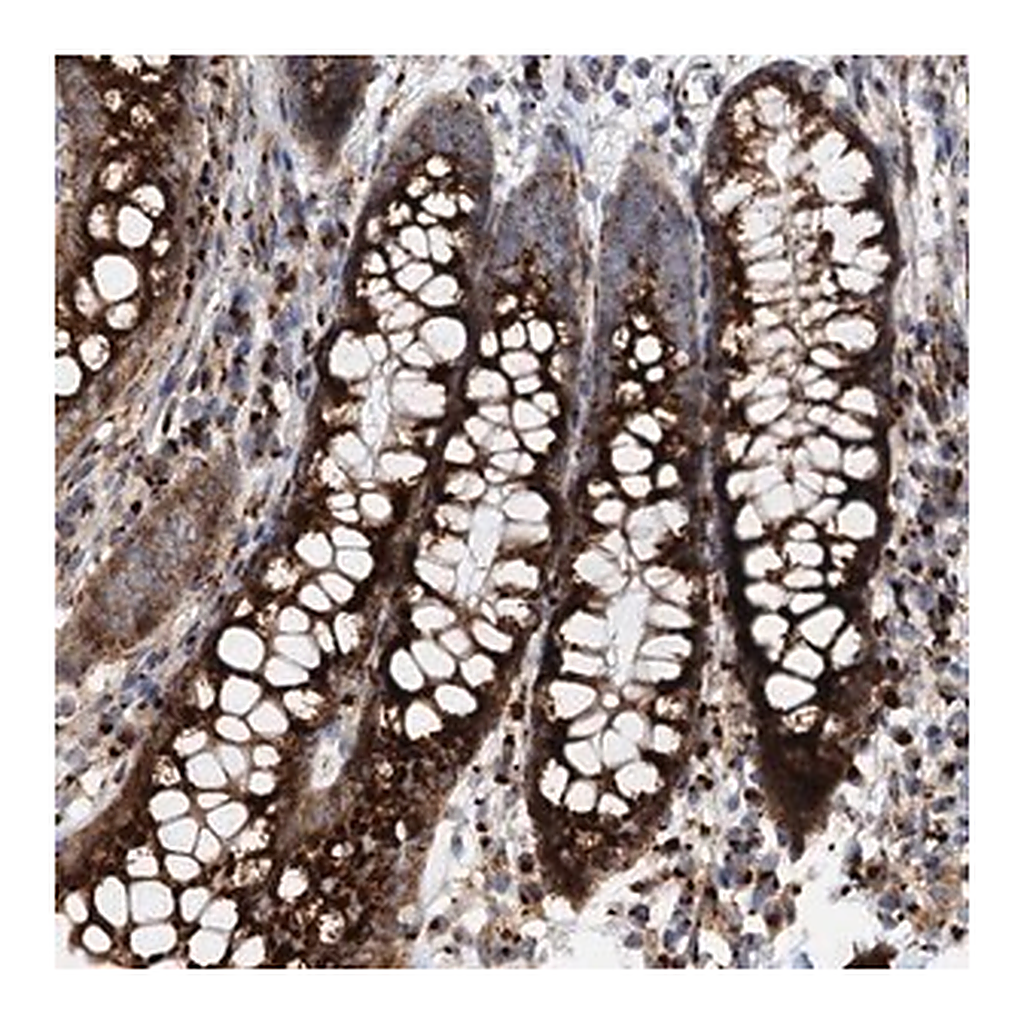Merck Anti-SUPT20H antibody produced in rabbit