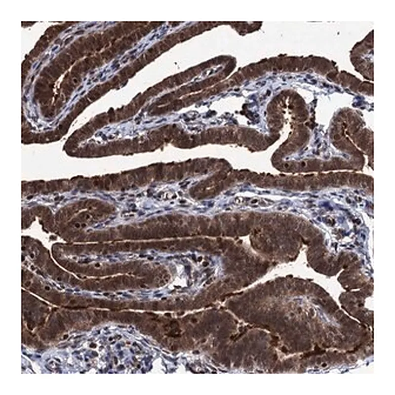 Merck Anti-EYA4 antibody produced in rabbit