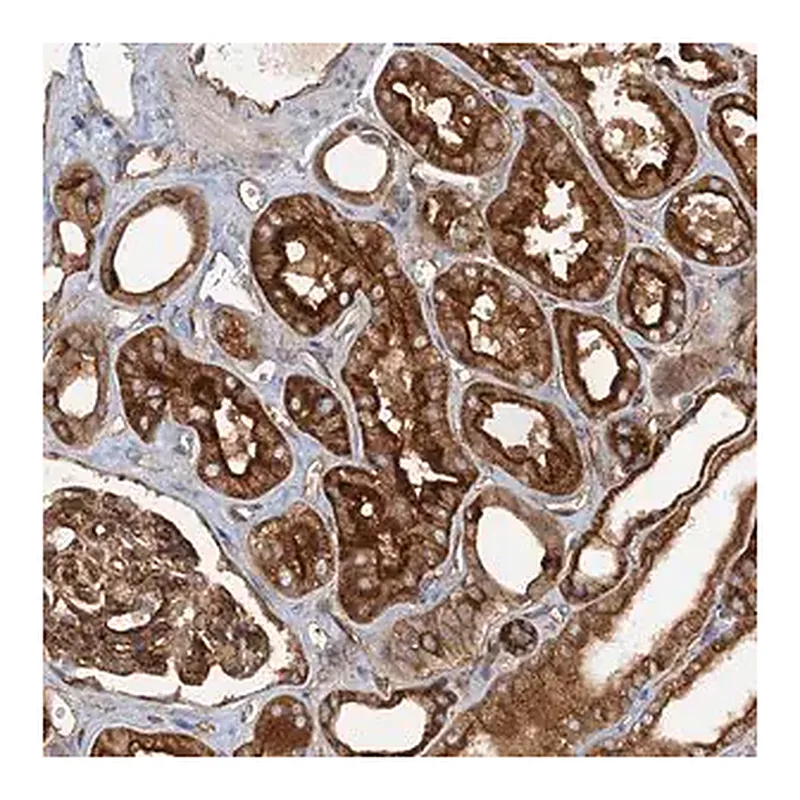 Merck Anti-NIPAL3 antibody produced in rabbit