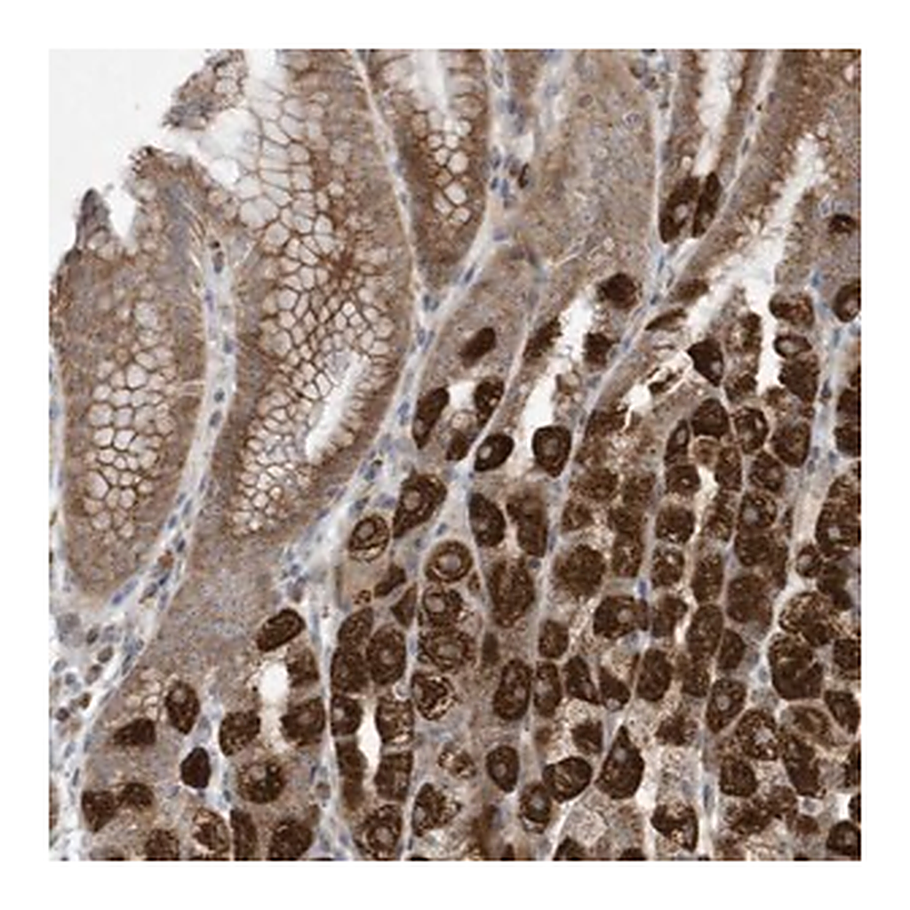Merck Anti-C2orf74 antibody produced in rabbit