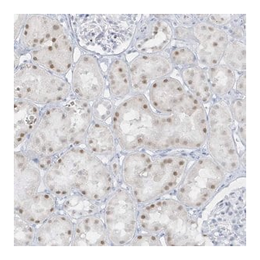 Merck Anti-AP000322.53 antibody produced in rabbit