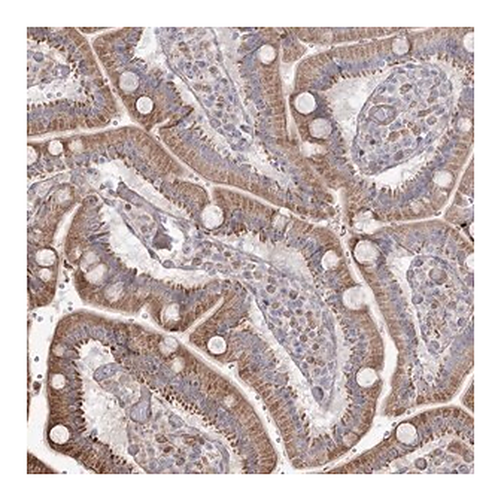Merck Anti-RNF24 antibody produced in rabbit