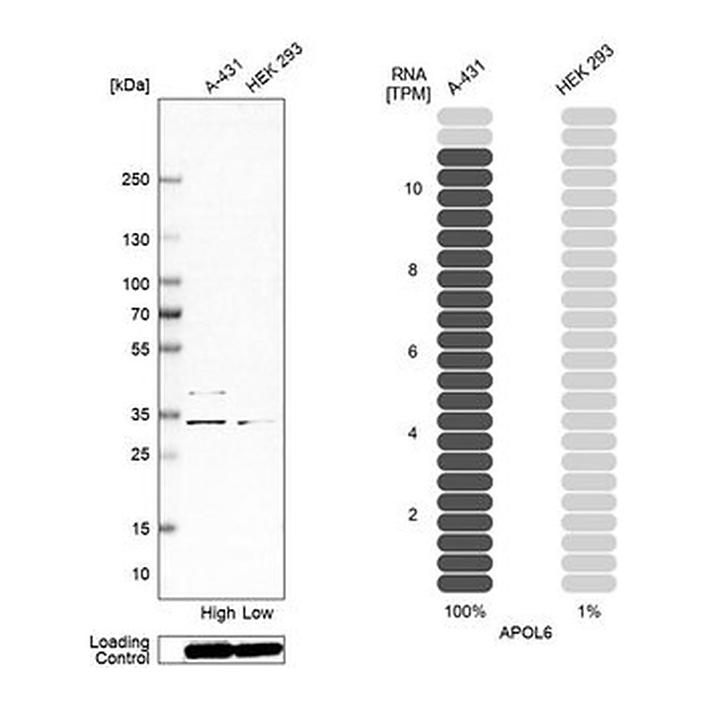 Merck Anti-APOL6 antibody produced in rabbit