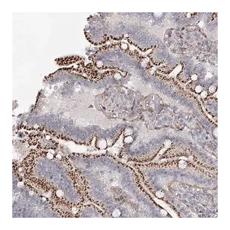 Merck Anti-ATL2 antibody produced in rabbit