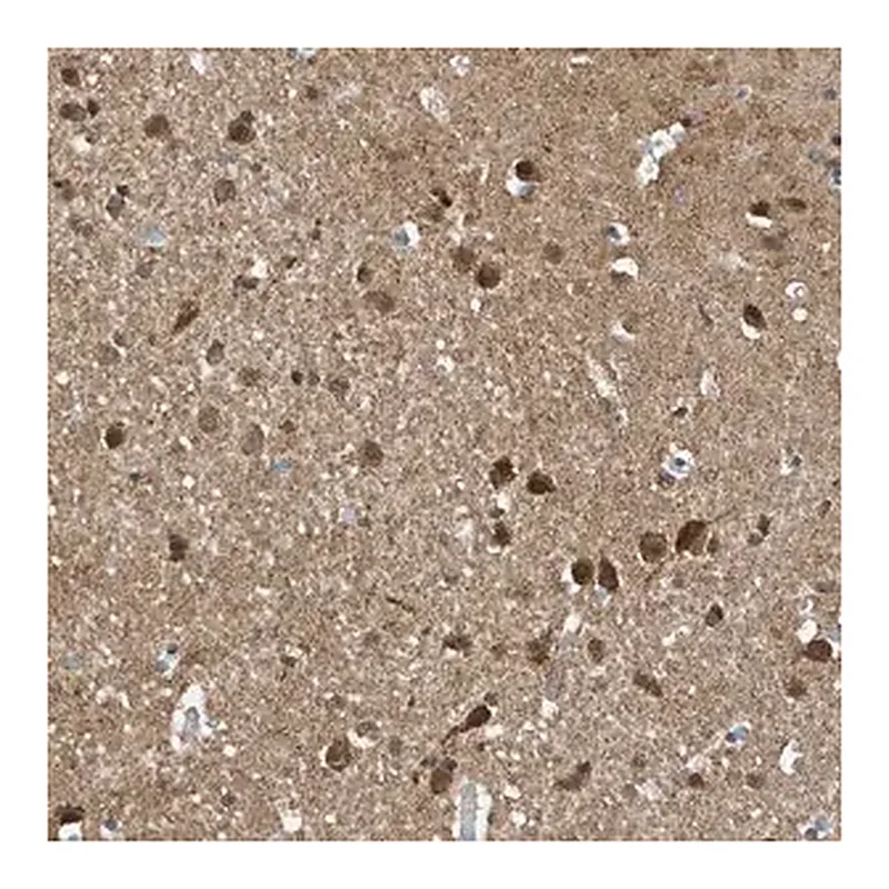 Merck Anti-NCOA7 antibody produced in rabbit