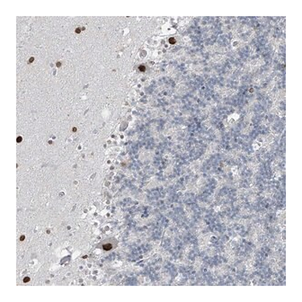 Merck Anti-PRDM6 antibody produced in rabbit