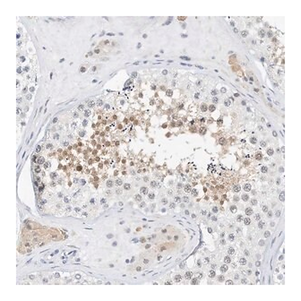 Merck Anti-ARHGAP28 antibody produced in rabbit