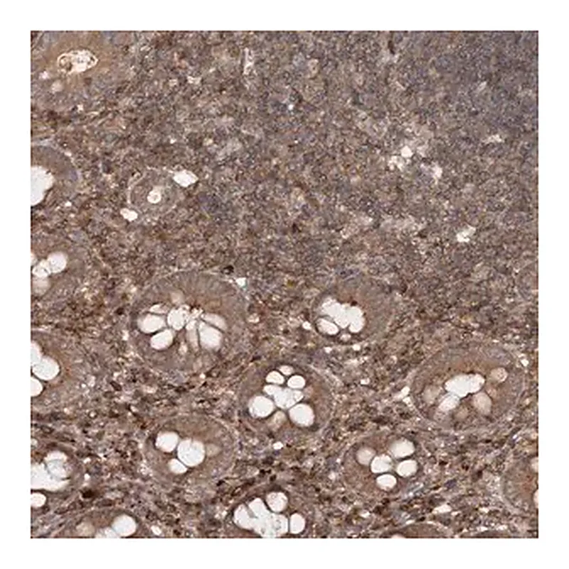 Merck Anti-MDFIC antibody produced in rabbit