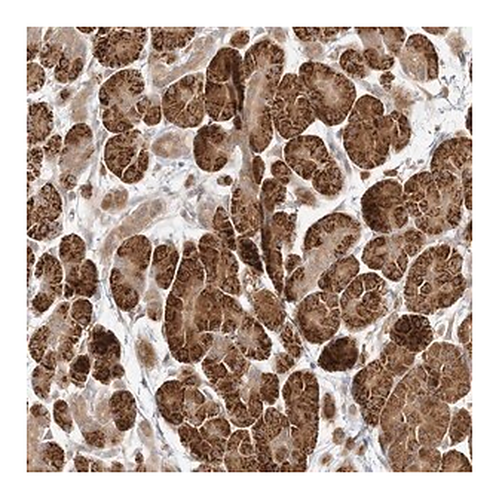 Merck Anti-C2CD2 antibody produced in rabbit