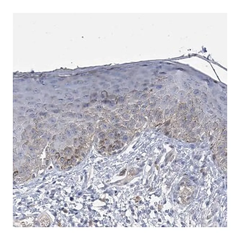 Merck Anti-SLCO4A1 antibody produced in rabbit