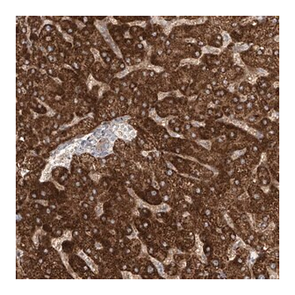 Merck Anti-LZTS3 antibody produced in rabbit