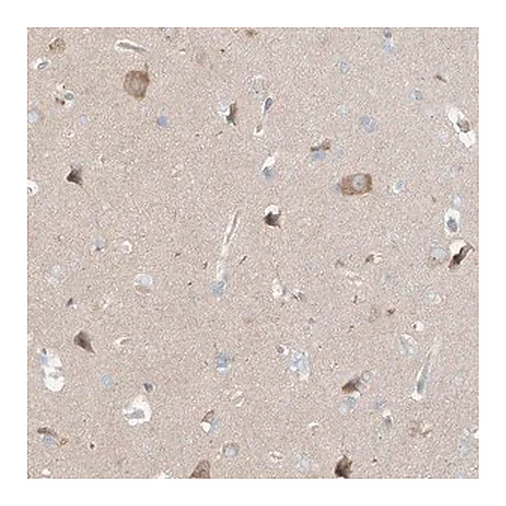 Merck Anti-TSSC1 antibody produced in rabbit