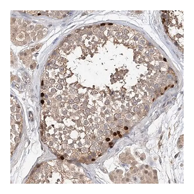Merck Anti-OFD1 antibody produced in rabbit