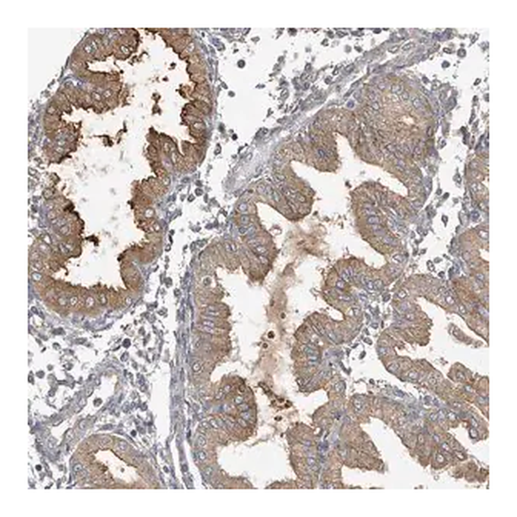 Merck Anti-LAPTM4A antibody produced in rabbit