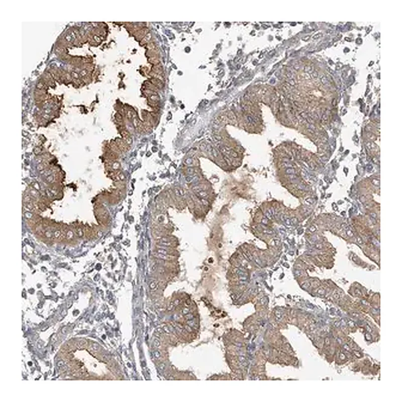 Merck Anti-LAPTM4A antibody produced in rabbit