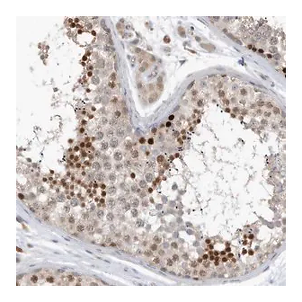 Merck Anti-REC8 antibody produced in rabbit